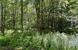 Lot 2 Greenville Street, Spencer, MA 01562
