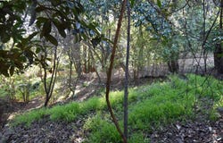 962 Regal Rd, Berkeley, CA 94708