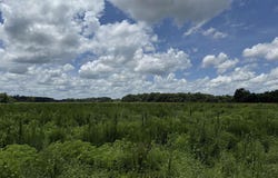 29.63 Acres - Society Hill Rd, Darlington, SC 29532