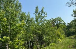 Tbd County Road T, Dairyland, WI 54830