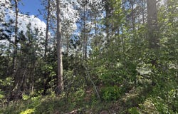 V/L Bear Paw Trail, Vanderbilt, MI 49795