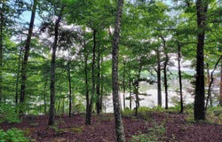 6 Sacedon Circle, Hot Springs Village, AR 71909