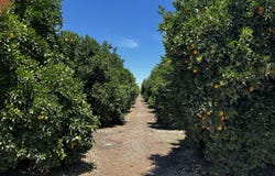 Road 164, Ivanhoe, CA 93235
