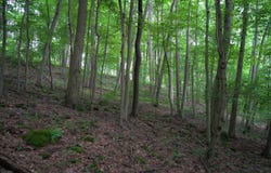 0 Bortz Rd, Lake Lynn, PA 15451