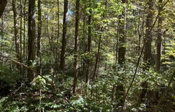 Red River Valley lot: 15, Slade, KY 40376