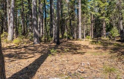 Emigrant Trail lot: 1, Shingletown, CA 96088