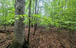 LOT 413 MICHAYWE DRIVE, GAYLORD, MI 49735