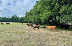 2129 County Road 2130, Cooper, TX 75432