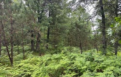 Lot 20 DADS LAKE RD, Eagle River, WI 54521