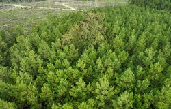 3 Big Hill Fire Tower Road, Robeline, LA 71469
