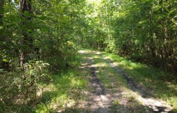 0 Rudd Rd, Ridgeville, SC 29472
