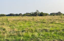 ELM BRANCH lot: 11, Elm Mott, TX 76640