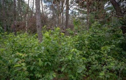 N8275 Woodland Trail, New Lisbon, WI 53950