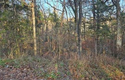 1 Fox Lane, Branson, MO 65740