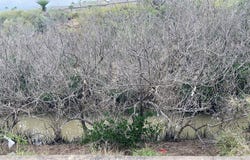 109 Oleander Dr. lot: 3, Laguna Vista, TX 78578