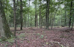 9.31 AC PINE TREE DRIVE, BLOOMERY, WV 26817