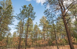 Avenida Securidad lot: 44, Rociada, NM 87742