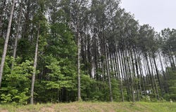 1771 Crockett Point, Jasper, TN 37347