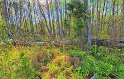 5091 Donna Marie Court, Walkertown, NC 27051