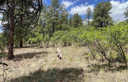 124 Granada Drive, Pagosa Springs, CO 81147