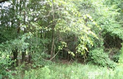 Tbd St Luke Church Road, Goldston, NC 27252