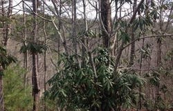 0 Wolf Howl Trail, Sautee Nacoochee, GA 30571