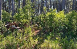 556 Highway 70 Smyrna lot: 2,3, & 4, Smyrna, NC 28579
