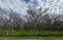 18 3/4 Avenue, Lemoore, CA 93245