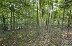 Lot #2 E Bellinger Road, Cedar, MI 49621