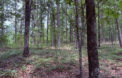 Lot 15 Heather Ridge Drive, Bigelow, AR 72016