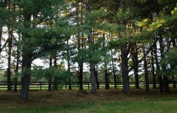 4291 DYES LANE, BEALETON, VA 22712