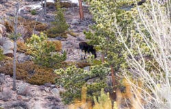 53 Ada Ct, Red Feather Lakes, CO 80545
