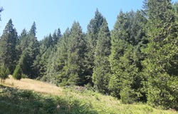 252 MAY CREEK RD, Days Creek, OR 97429