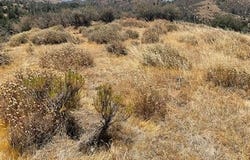 Rancharia Creek Road, Caliente, CA 93518