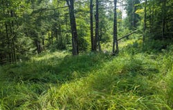 M15 L17 Quincy Woods Road, Anson, ME 04911