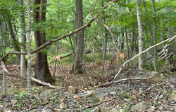 Lot 7 FOXES HOLLOW RD, ROMNEY, WV 26757