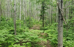 606 Burrows Lake Road, Tomahawk, WI 54487