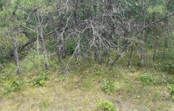 1302 Birdie Trail, Nekoosa, WI 54457