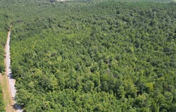Co Rd 26, Detroit, AL 35552