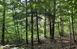 5796 Lake Five Lane, Kalkaska, MI 49646