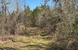 001 Brushy Hammock, Mayo, FL 32066