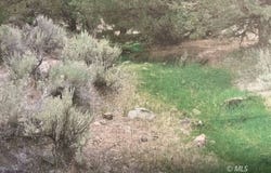 Tuledad Canyon, Termo, CA 96132