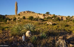 Lot 41 N Hidden Oaks Trail 39 acres --, Douglas, AZ 85607