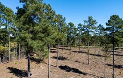 Lot 1 Christiana Highway, Lawrenceville, VA 23868