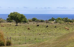 53-4429 AKONI PULE HIGHWAY, Kapaau, HI 96755