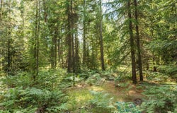 631 Wolverine Rd, Moyie Springs, ID 83845