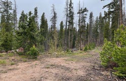 1374 Jicarilla Trl, Red Feather Lakes, CO 80545