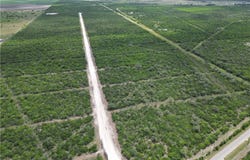 Skidmore, TX 78389
