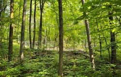 Turtle Lake Drive NW lot: 2, Walker, MN 56484