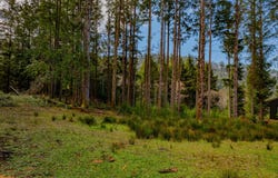 Wildwood Ln, ArchCape, OR 97102